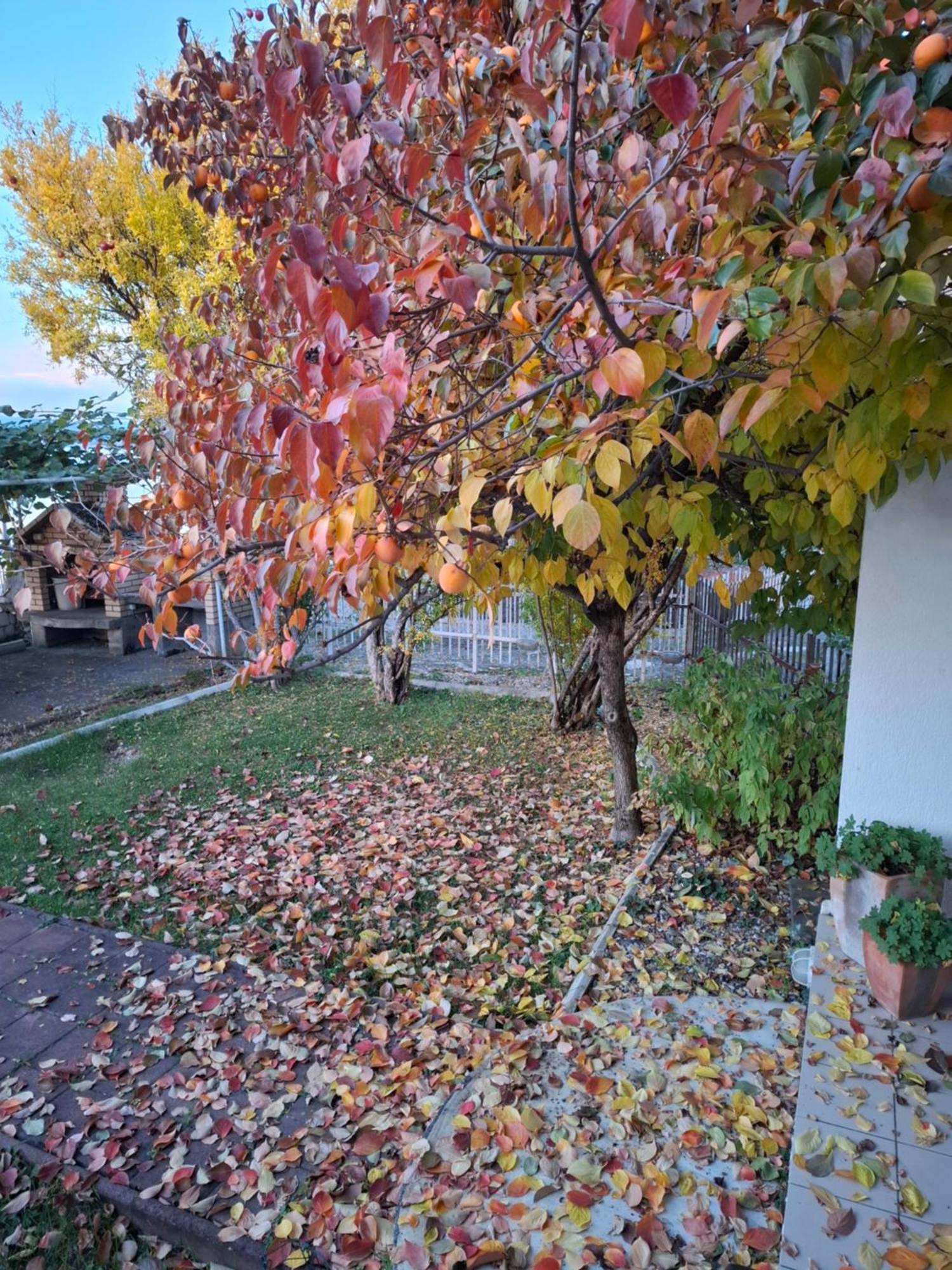 Apartments Villa Boris Ohrid Exterior photo